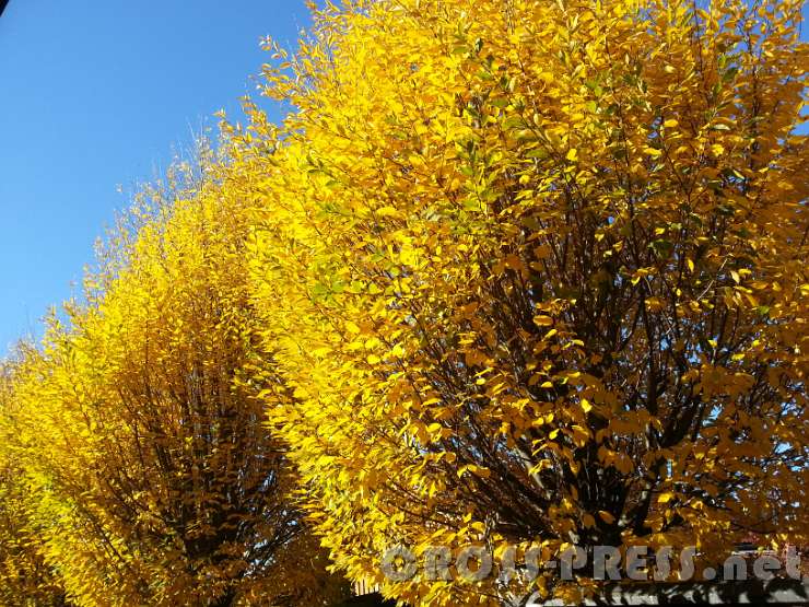 2015.11.01_10.32.51.jpg