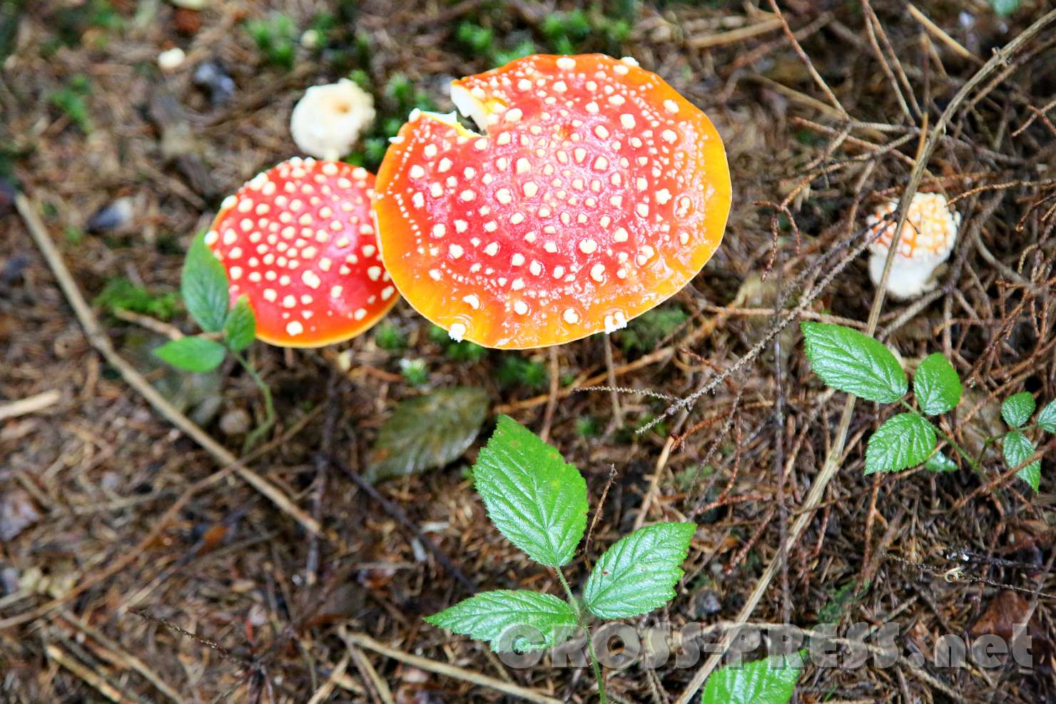 2016.10.26_12.16.13.JPG