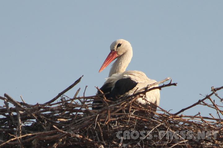 2009.04.06_16.21.29.jpg - Welche Farben trgt ein Storch am Schornstein eines zisterziensischen Pfarrhauses ? Na schwarz-wei, natrlich. :)