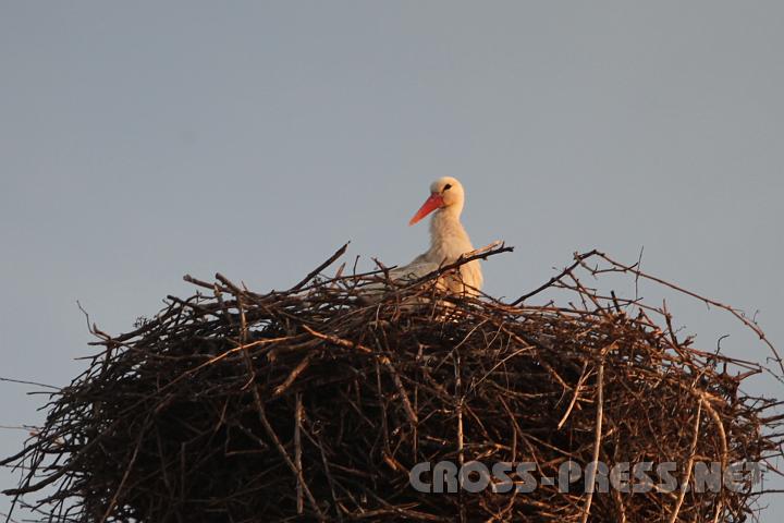 2009.04.06_17.39.32.jpg - "Pfarr-Storch" :)