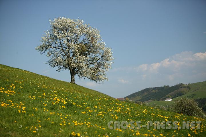 2008.04.27_14.55.36.JPG - Ein Obstbaumjuwel.