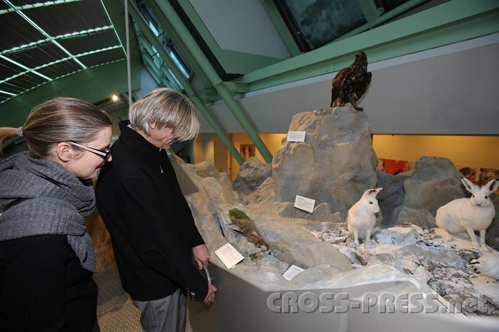 2013.02.23_16.20.16.jpg - Im Bereich der Dauerausstellung Natur/Zoo:Der naturkundliche Bereich des Landesmuseums Niederösterreich zeigt die Vielfalt der niederösterreichischen Lebensräume und streicht Besonderheiten der Region heraus.Hier werden zwei Schneehasen bewundert.