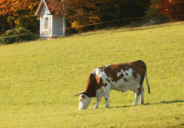 Tiere