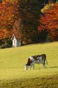 Tiere Animals